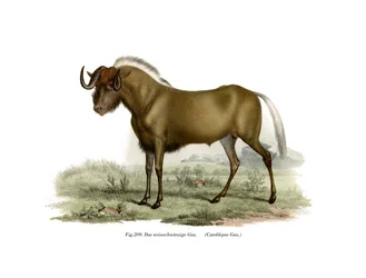 Gnu